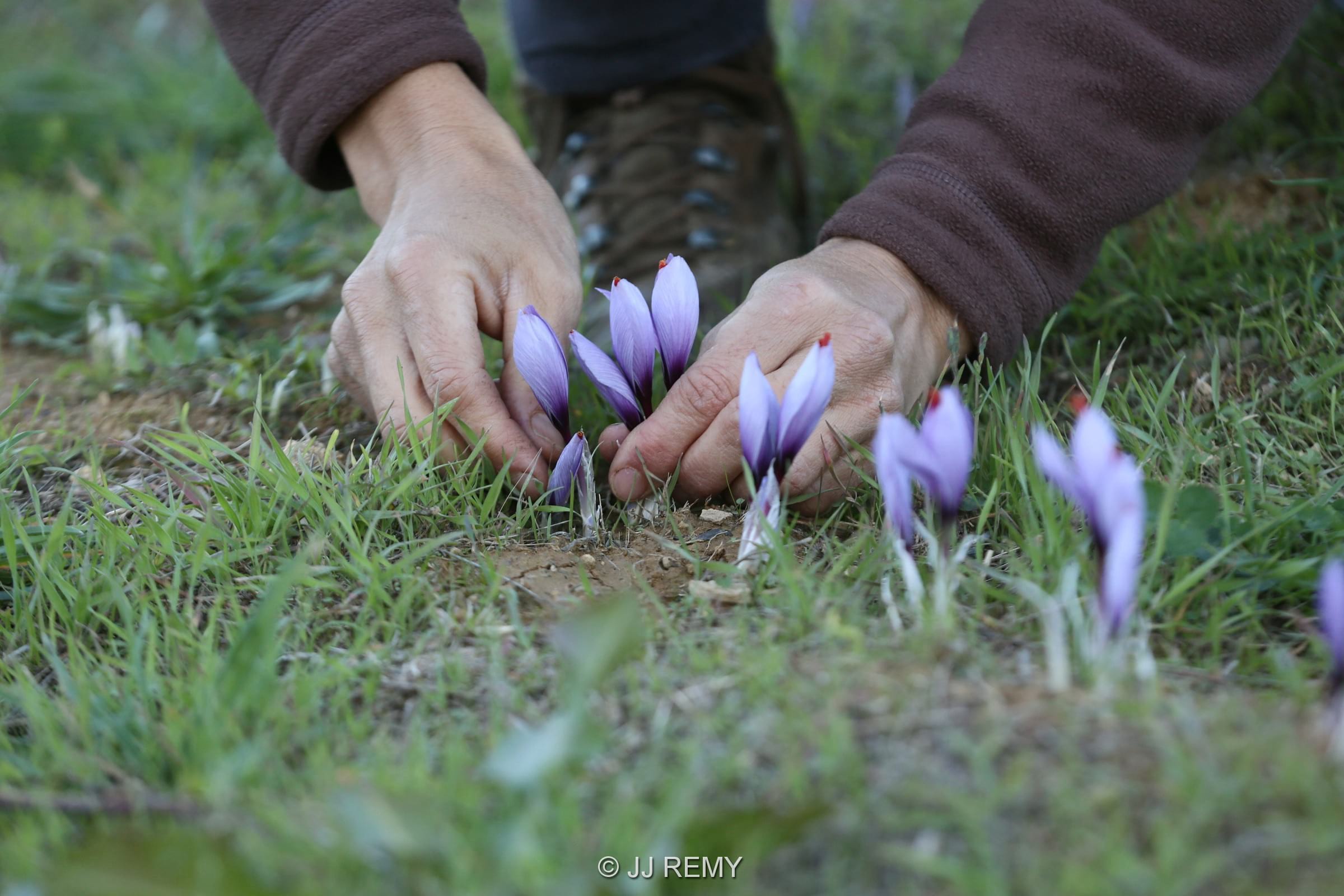 Saffron de Marie