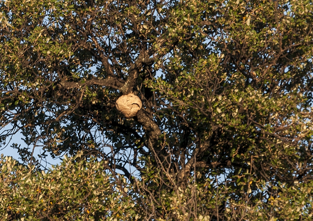 Asian hornet nest