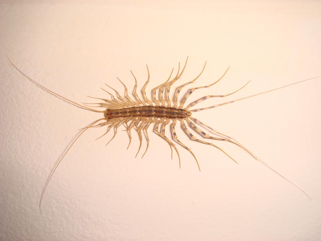 Centipede, long-legged (Scutigera coleoptrata) 01 19-06-2007 07-10-37
