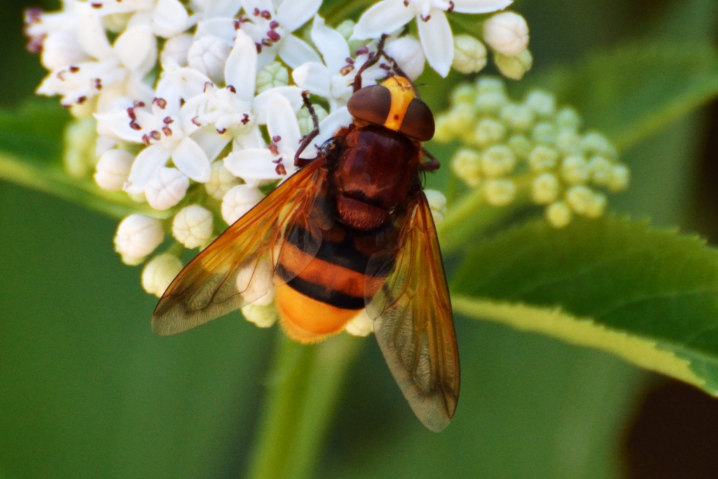 Hornet mimic hoverfly (Volucella zonaria)