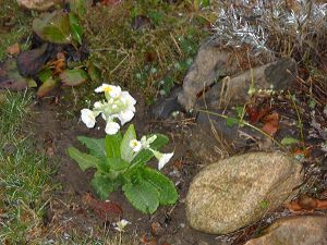 First primroses