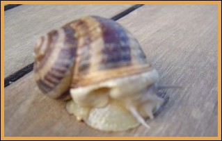 Snail farms in France
