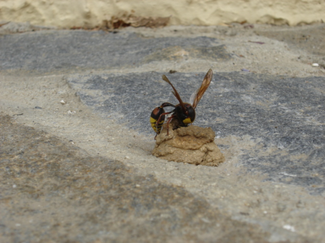 Mason Wasp Delta unguiculata 1