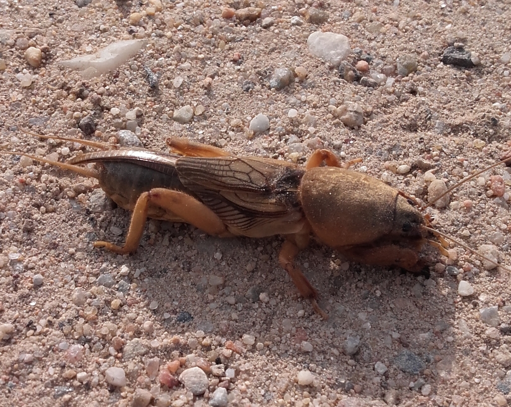 Mole cricket cropped