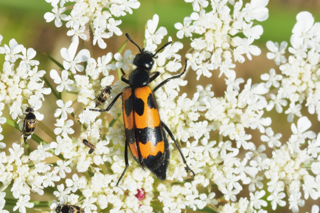 Orange blister beetle (Mylabris variabilis)