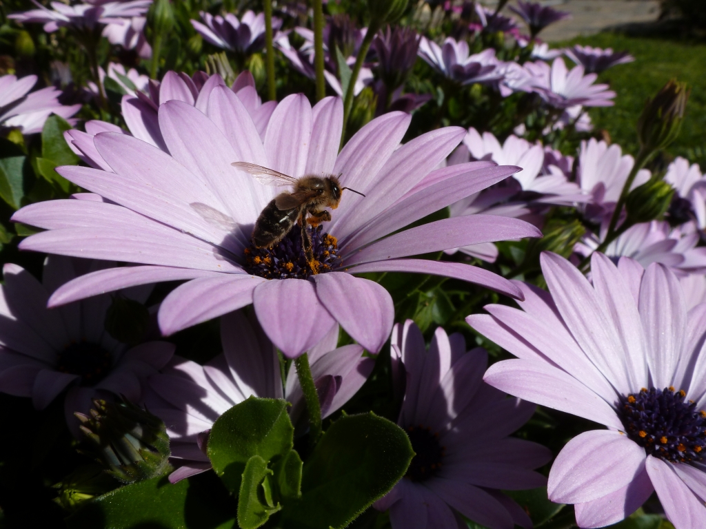 Honey bee