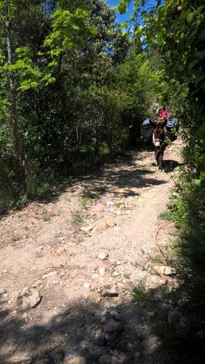 We came across a couple with 2 horses and 2 pack donkeys making their way down to Palalda