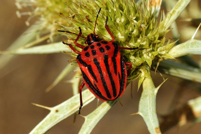Shield Bug (Graphosoma semipunctatum)