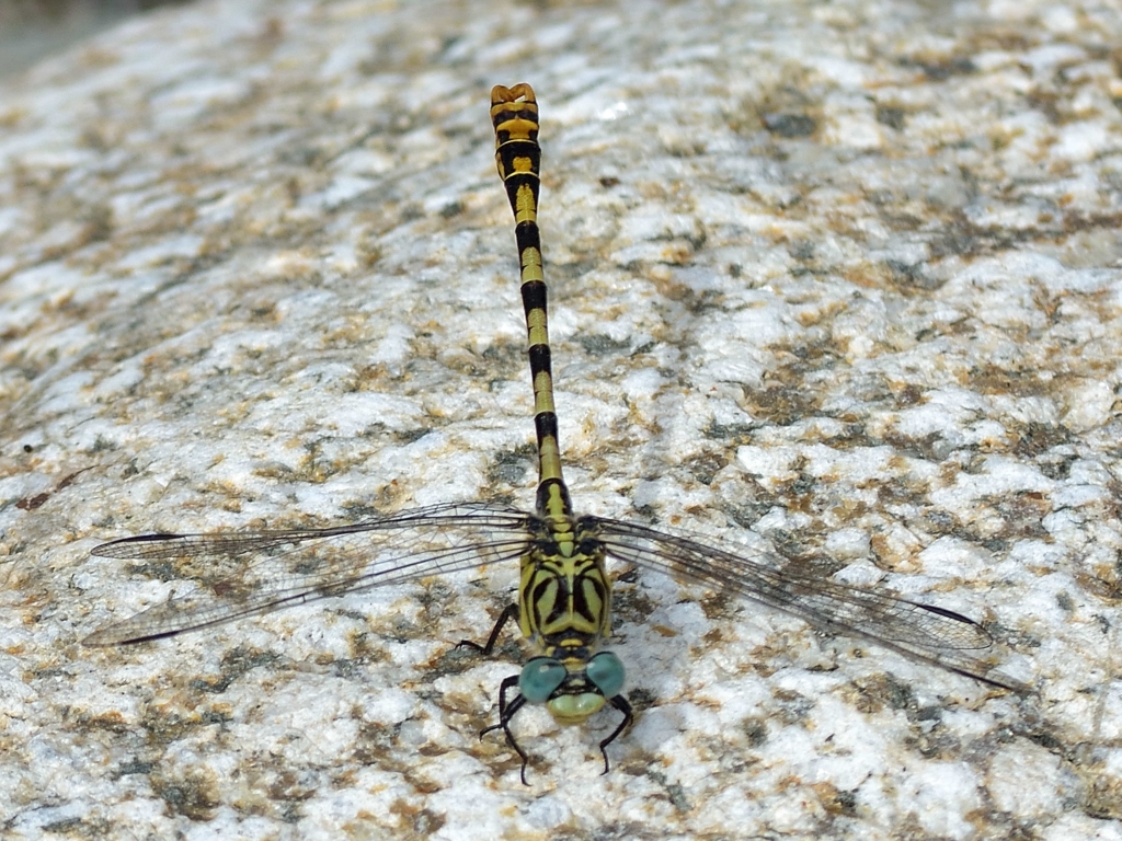 Small Pincertail m (Onychogomphus forcipatus) DSB_1277