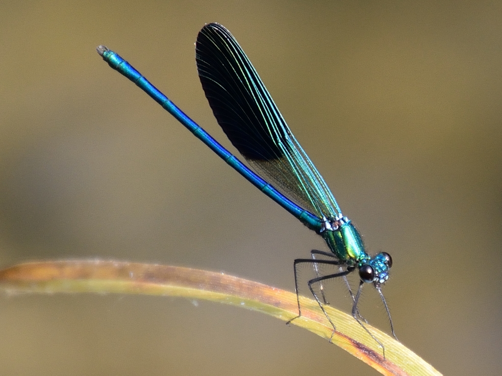 Western Demoiselle m (Calopteryx xanthostoma) DSB_0715