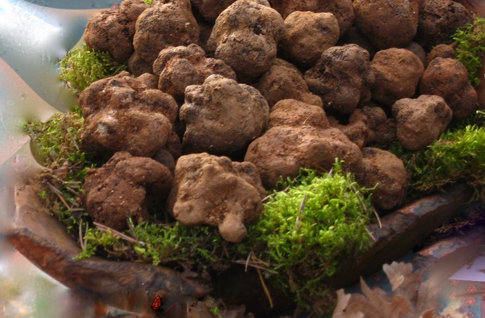 truffle-market