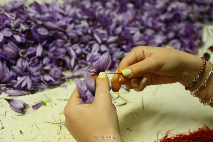 Saffron émondage (11)