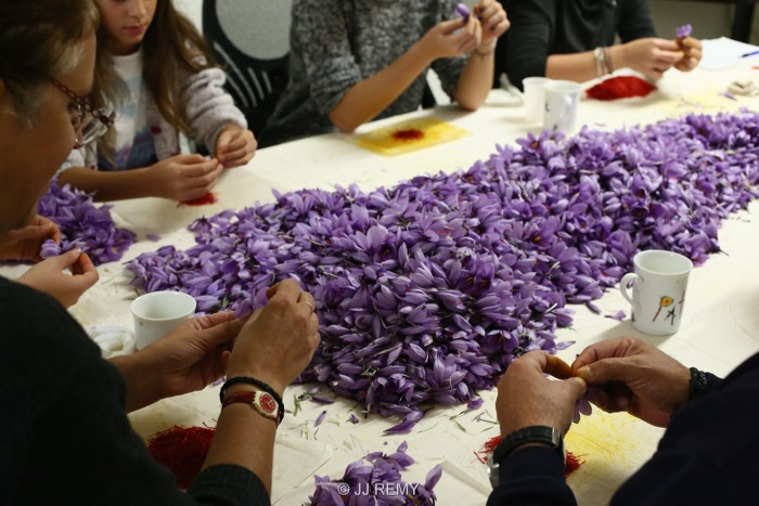 Saffron émondage (14)