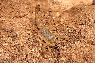 • 1. Scorpion Credit Alvaro Rodriguez Alberich