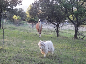 goats and sheep pallagourdi