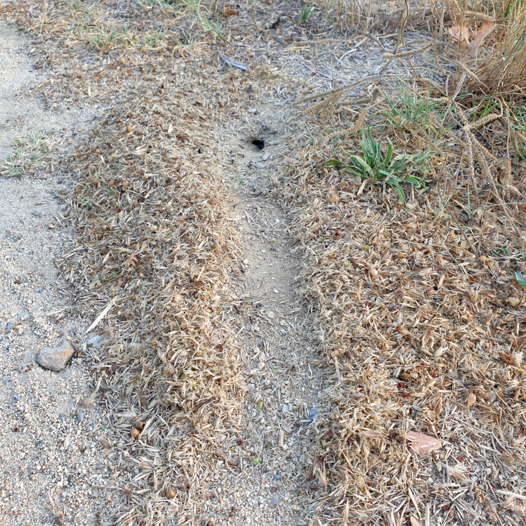 P-O Naturally ants