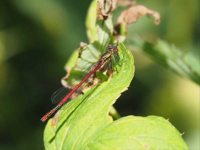 Damselfly