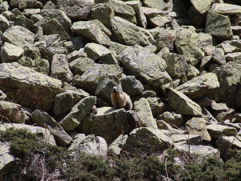 marmotte eyne