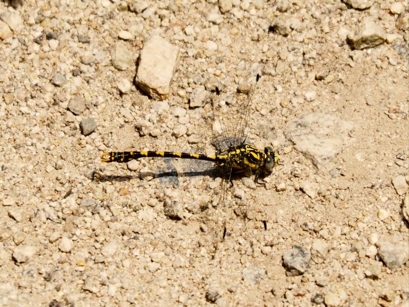 damsel