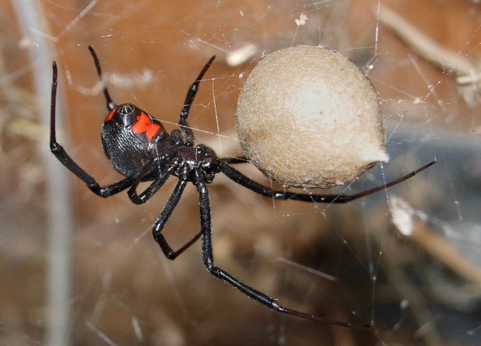 Black Widow Spider guarding cocoon