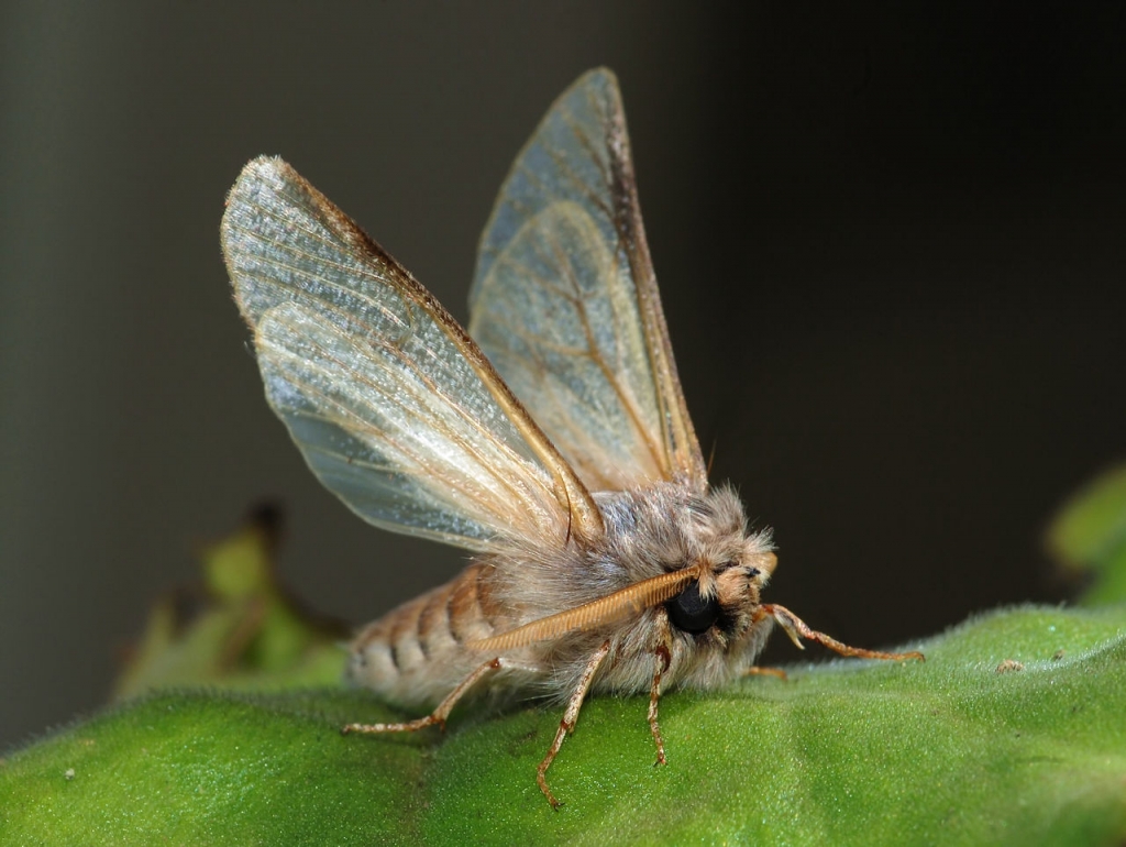 Pine processionary caterpillar