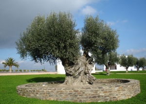 1280px-Olive_tree