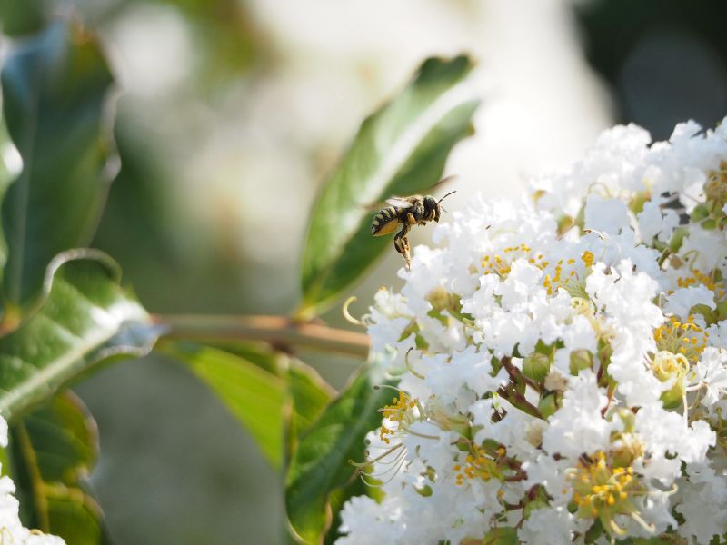 Wool Carder Bee