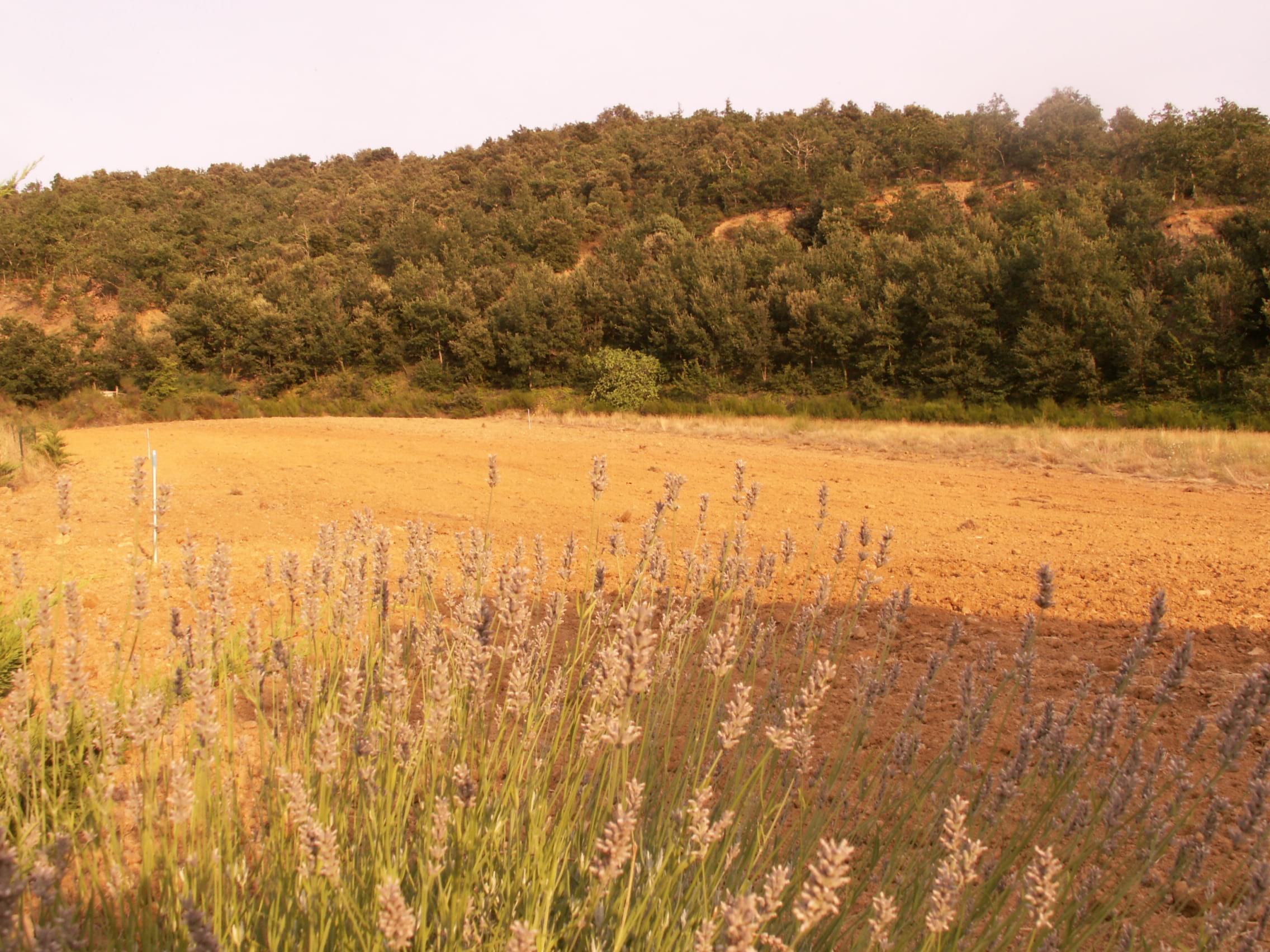 Saffron fields