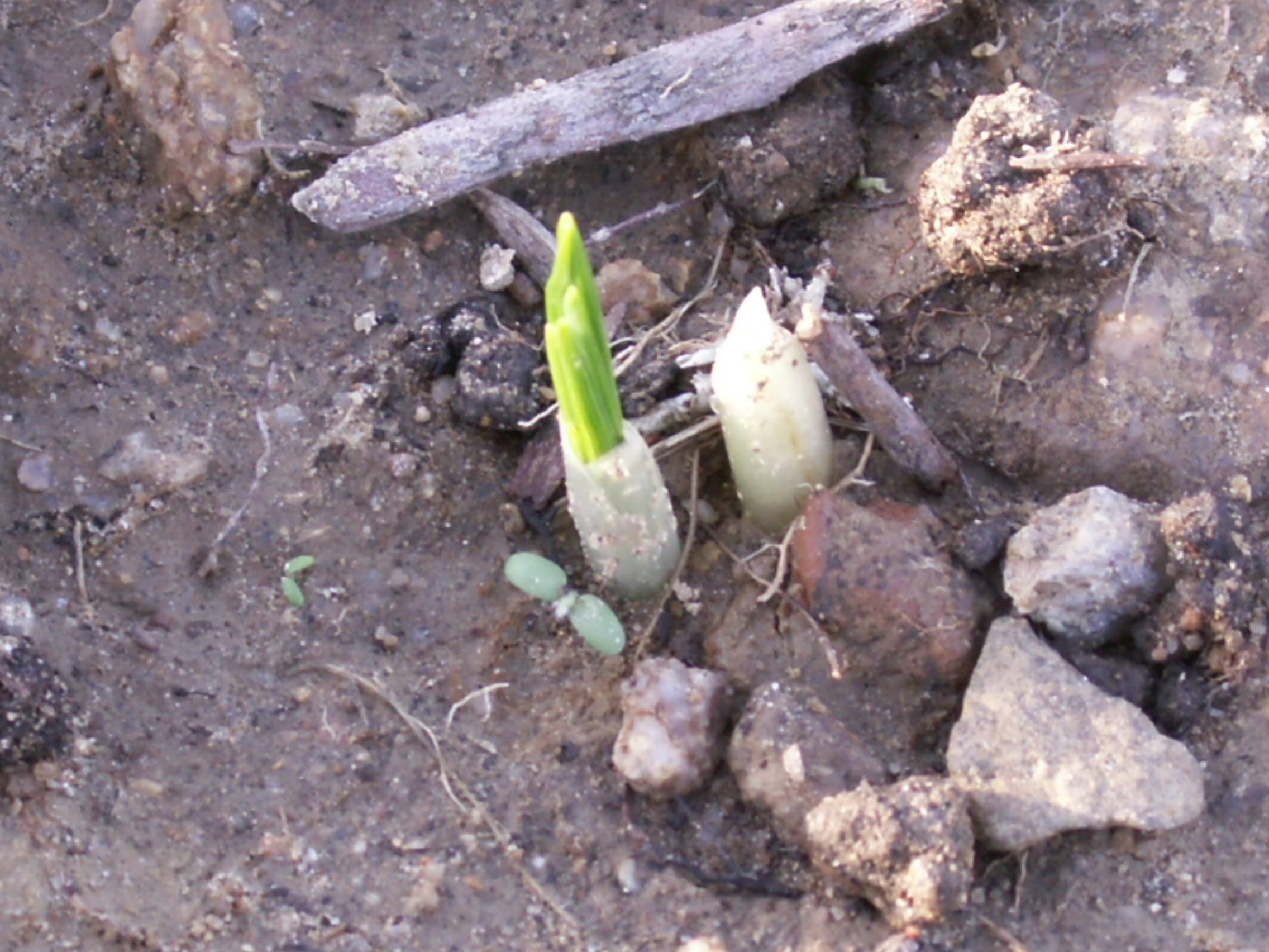 New saffron shoots