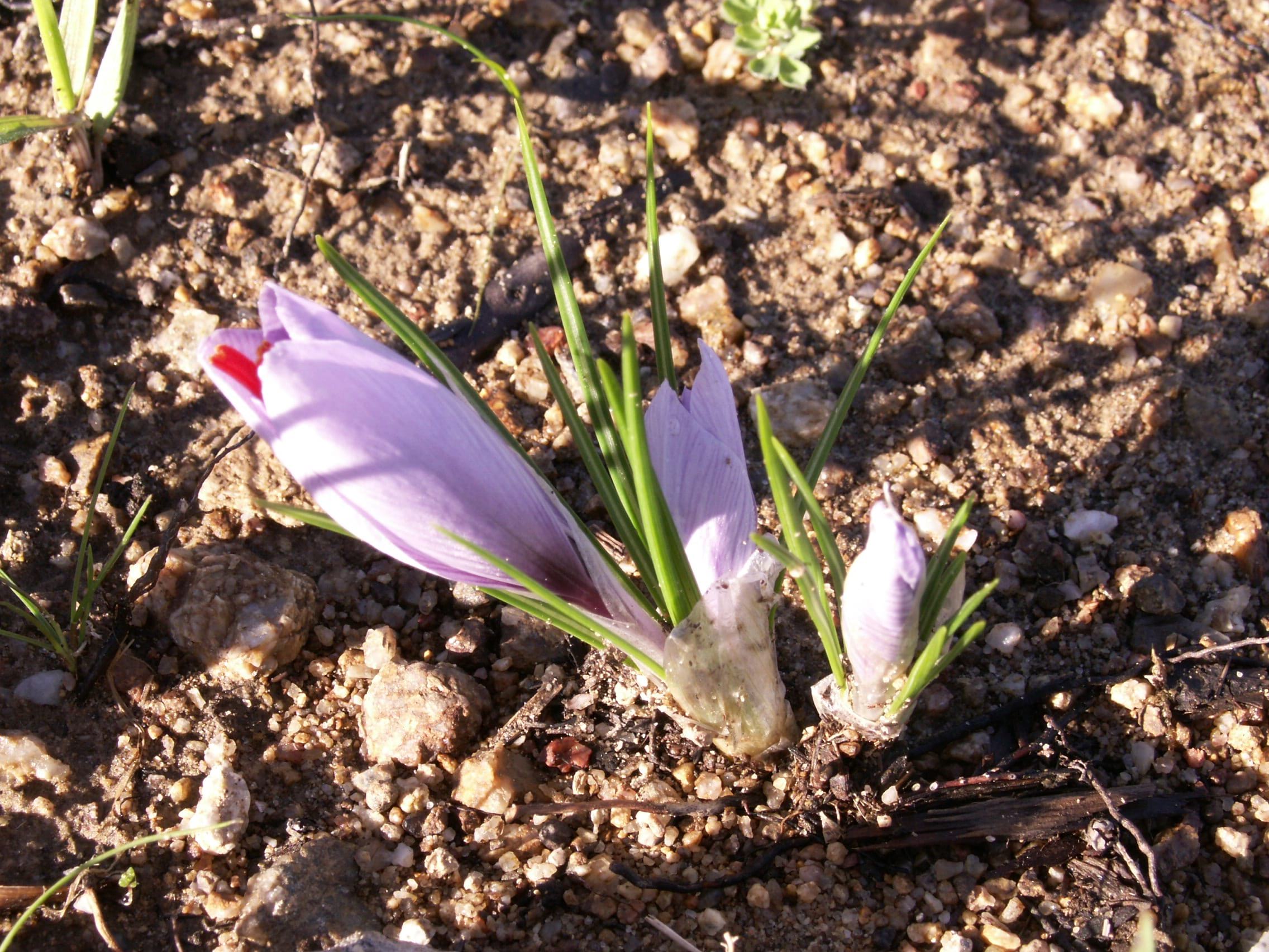 Saffron buds