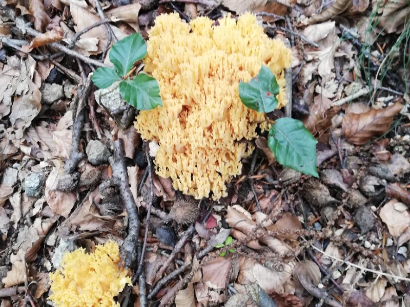 16 fungus on ravine path