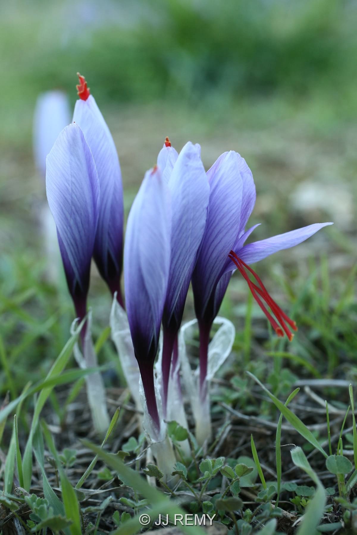 Saffron flower