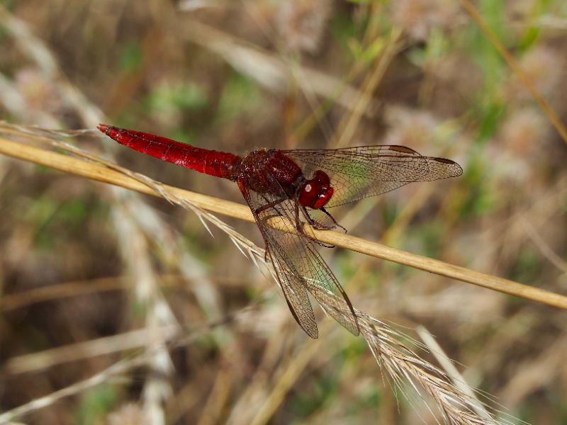 Scarlet Darter