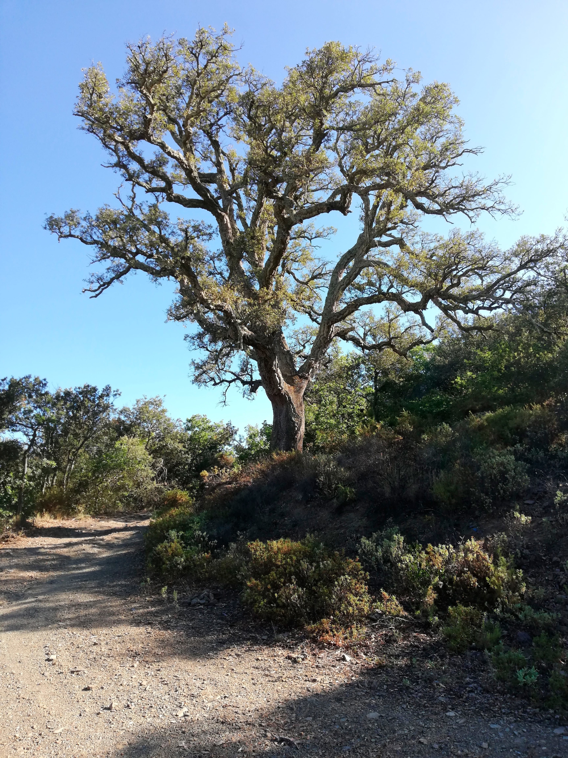 Huge cork oak tree
