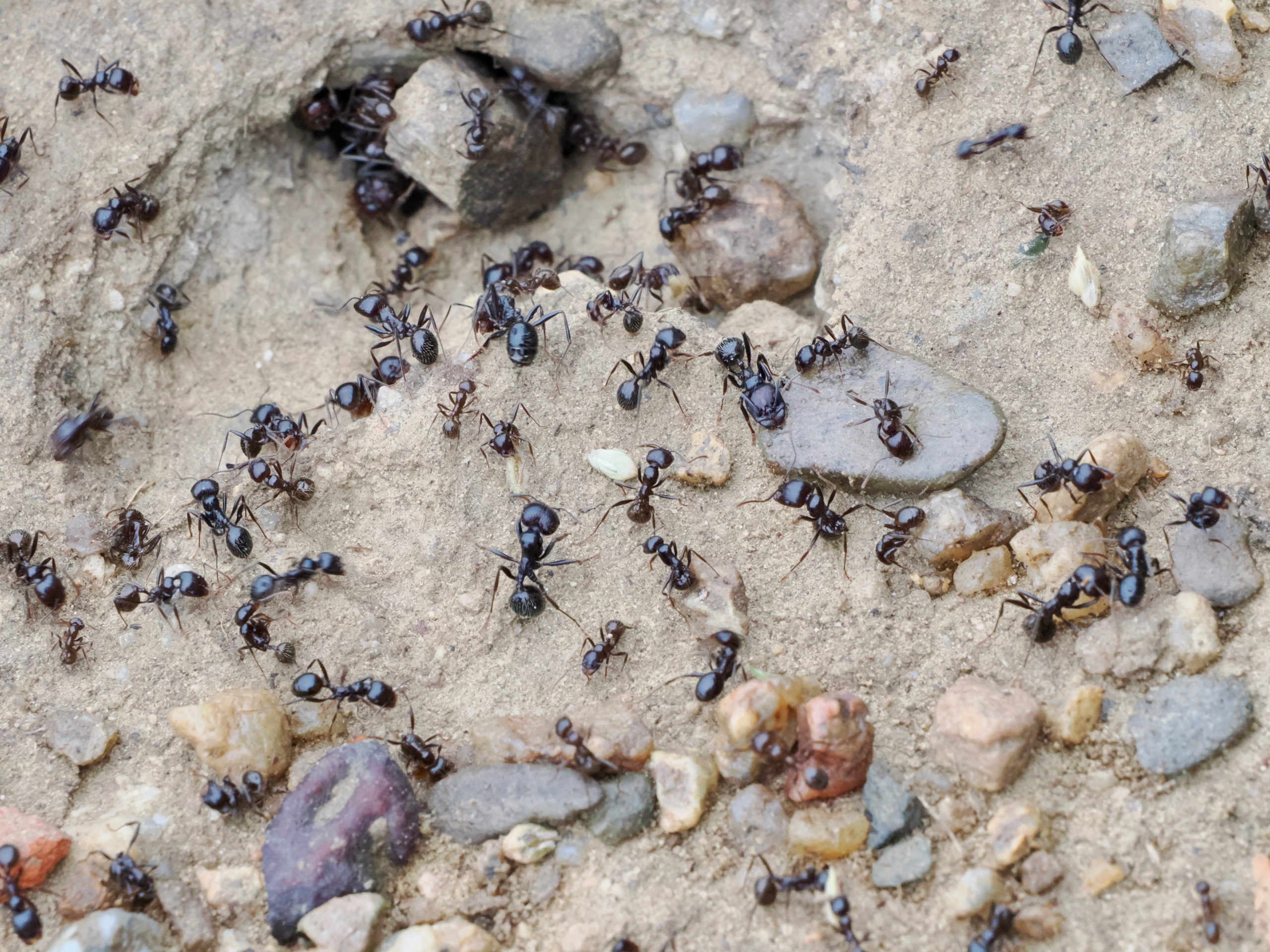 P-O Naturally ants