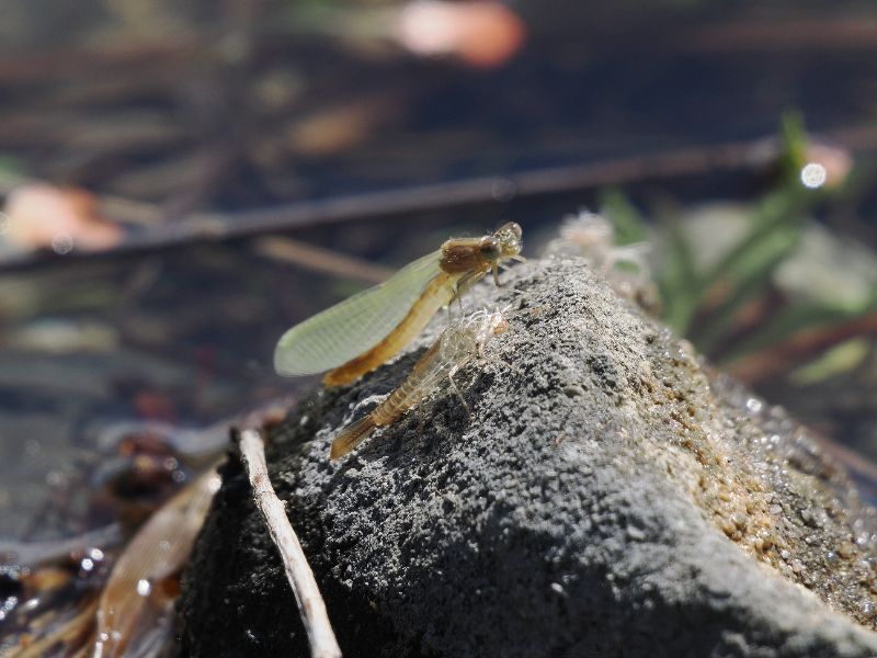 damsel nymph