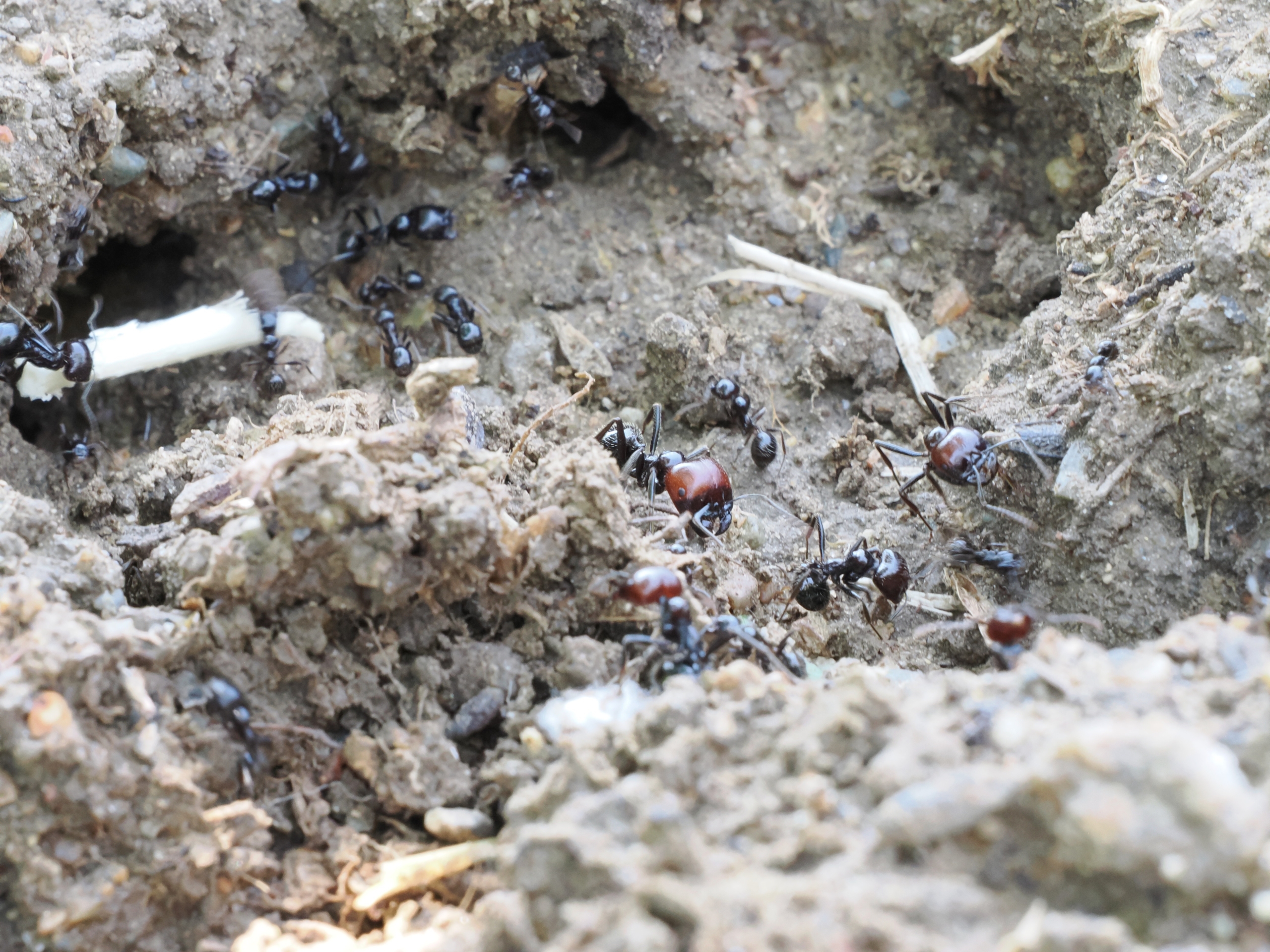 P-O Naturally ants