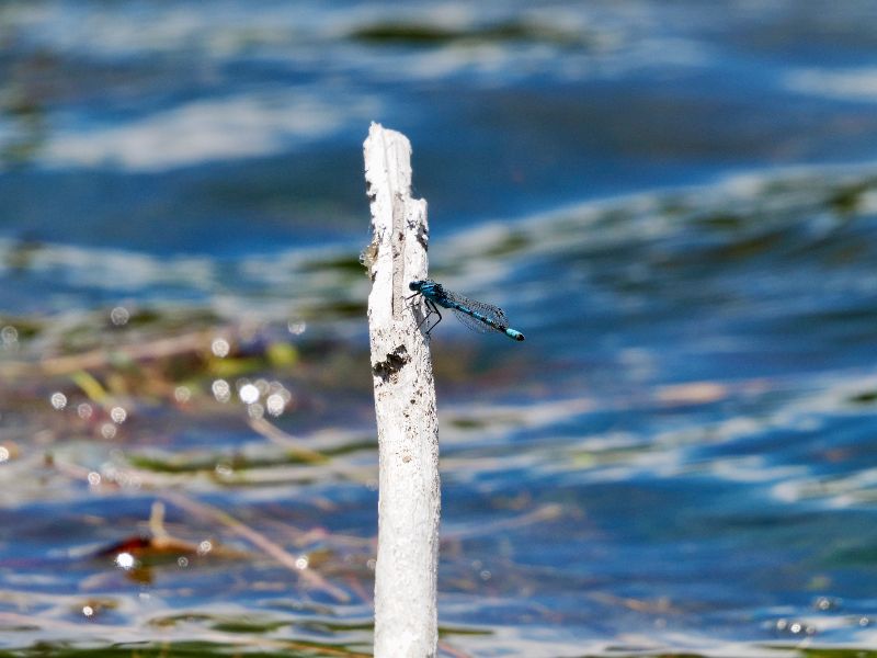 damsel
