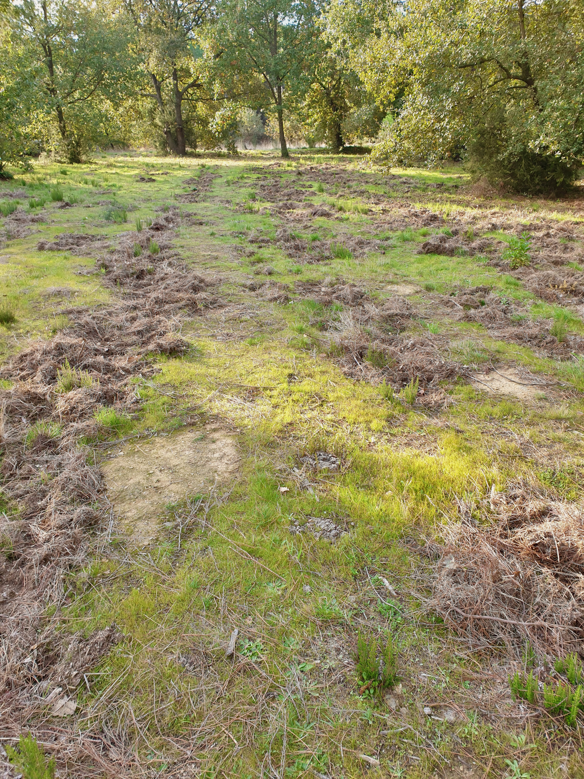 Sangliers have an easier time rooting for worms in soft autumn soil 