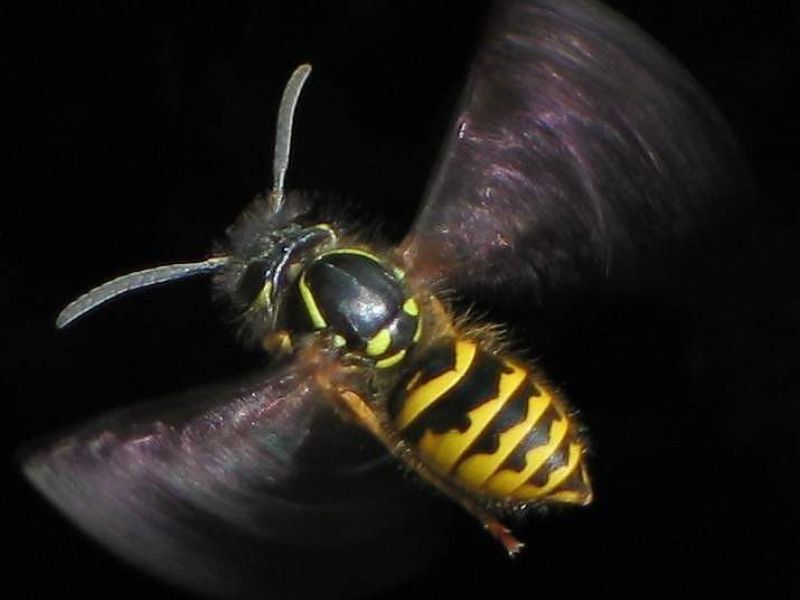 Social Wasp
