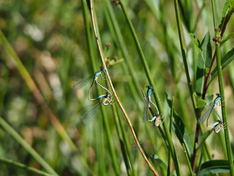 damsel