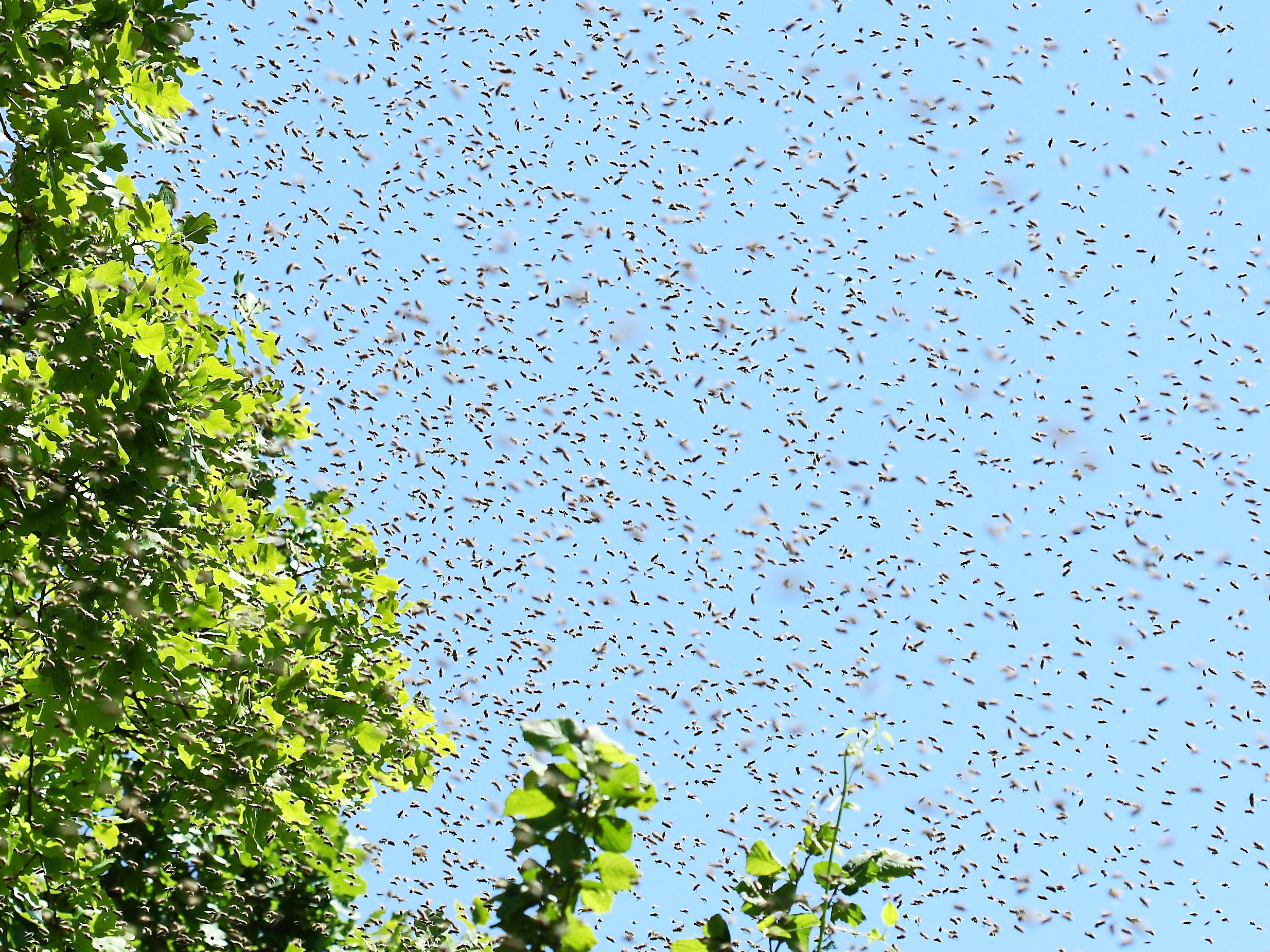 honey bees stir and the colony starts to grow