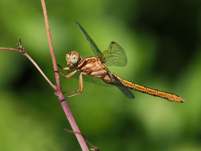 damsel