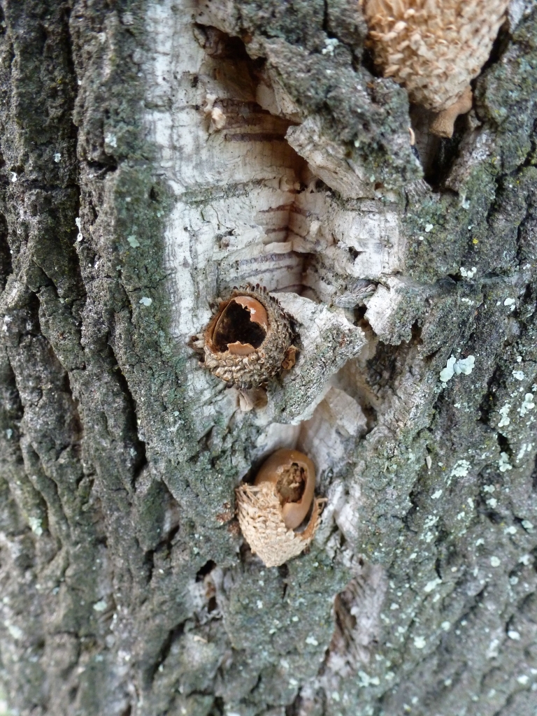 Acorns wedged in cork bark