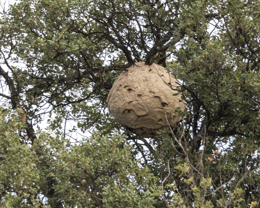 Asian hornet nest