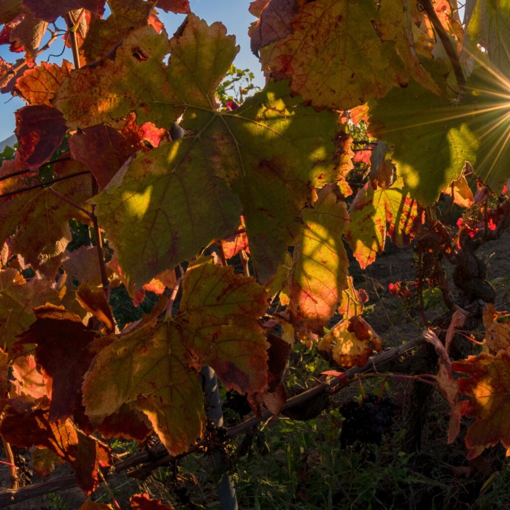 Autumn Lament | Crozet Gazette