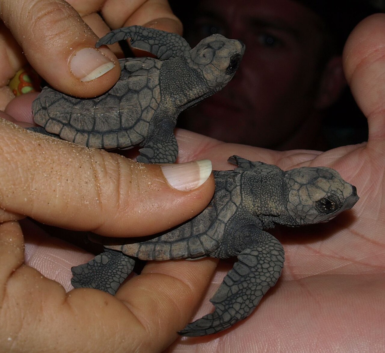 A pair of hatchlings to scale with a human hand (PHOTO: WIKIPEDIA)