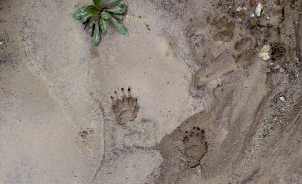 Badger and fox prints