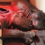 Best friends -Makhosi the rhino orphan with Charlie the hippo orphan - photo credit Thula Thula