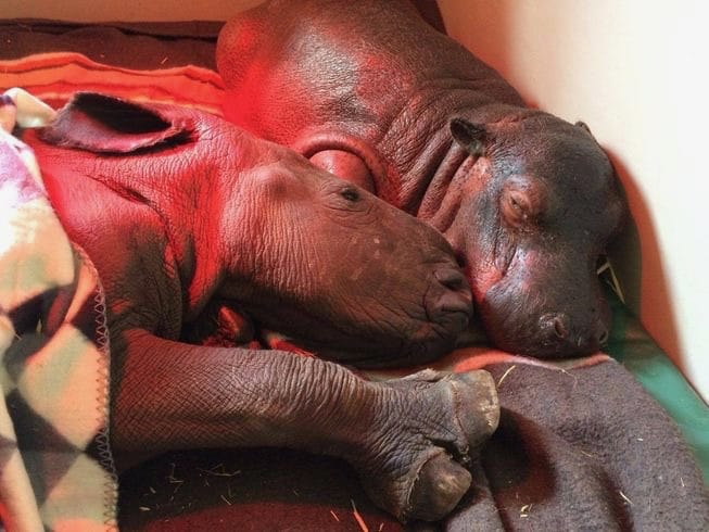 Best friends -Makhosi the rhino orphan with Charlie the hippo orphan - photo credit Thula Thula